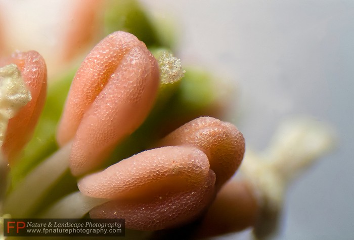 reseda alba