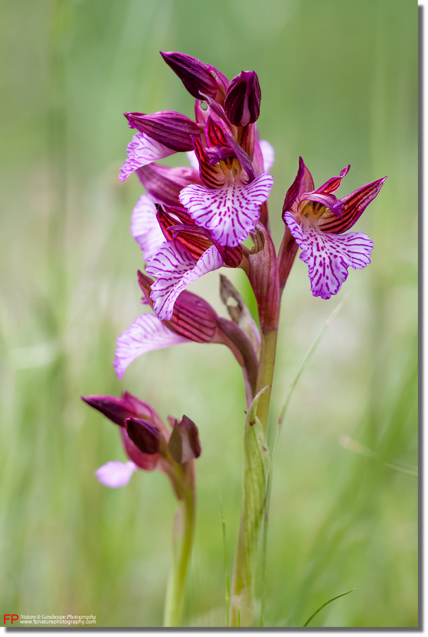 mostra boschi anacamptis papilionacea