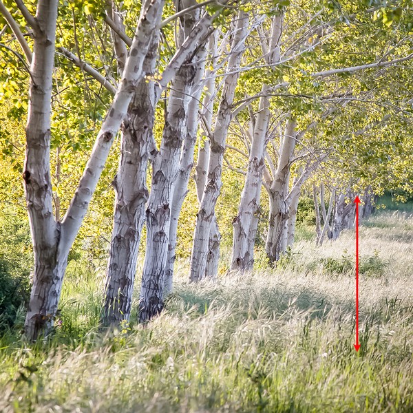 profondità di campo