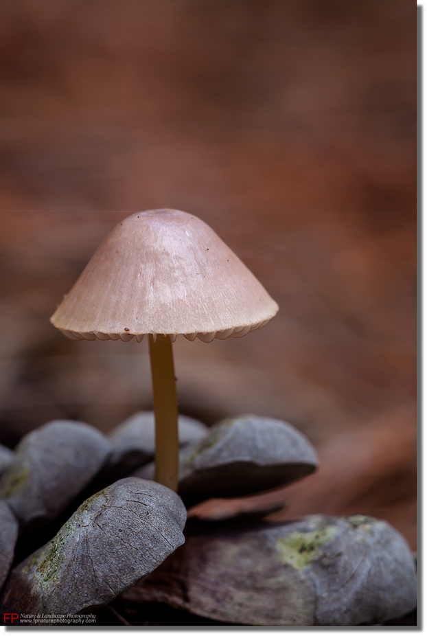 mostra boschi mycena seynii