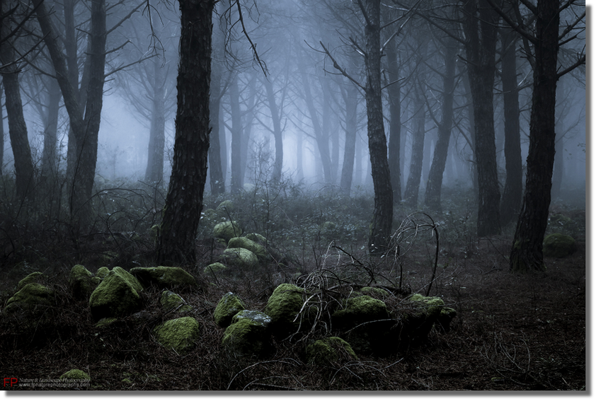 mostra boschi il bosco delle fate