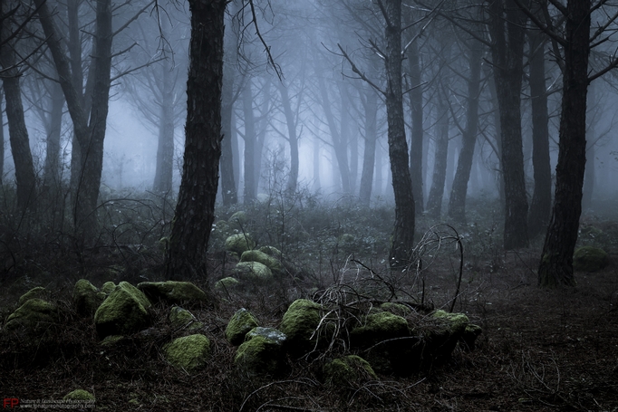 il bosco delle fate