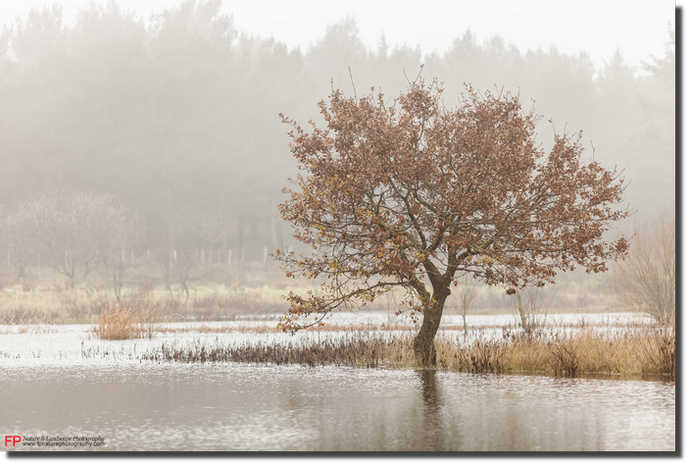 foto mostra boschi stagno silenzioso