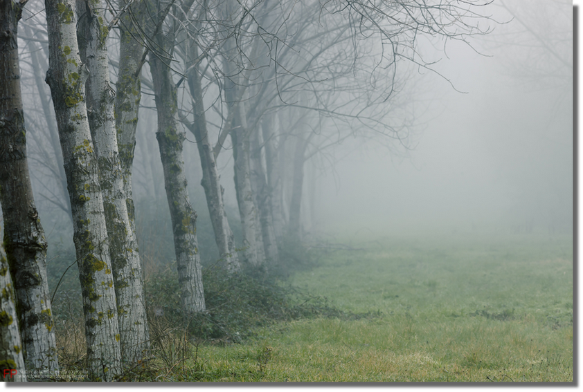 mostra boschi pioppeto nella nebbia