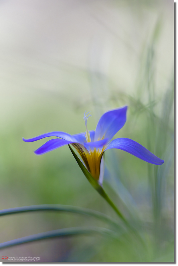 mostra boschi romulea bulbocodium