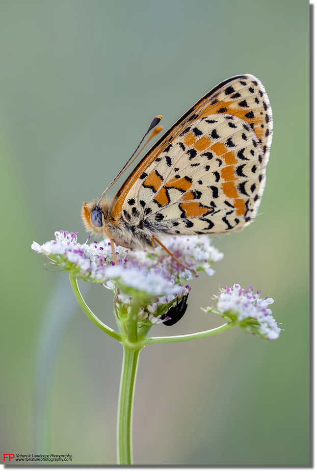 mostra boschi melitaea didyma